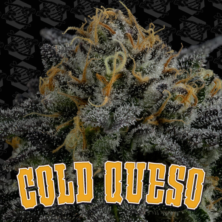 tester-cold-queso-cover-01
