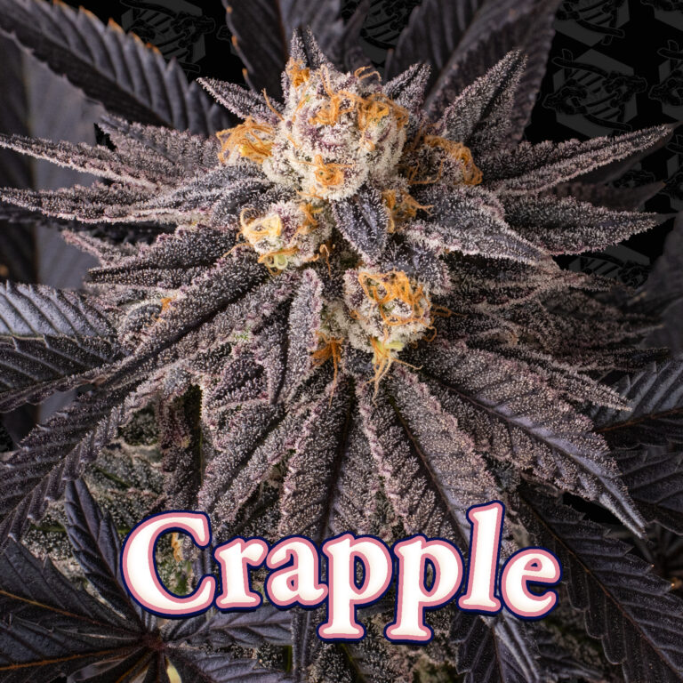 tester-crapple-cover-01