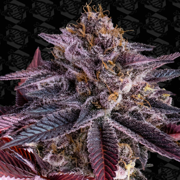 Dark Soul (REG) Seeds Tester - Image 3