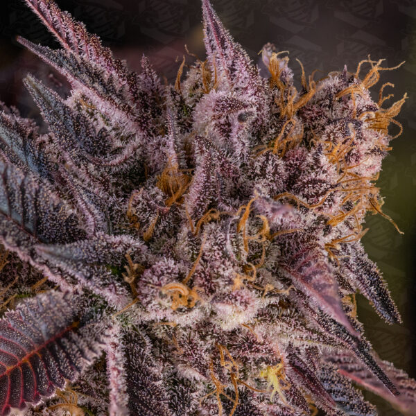Dark Soul (REG) Seeds Tester - Image 2