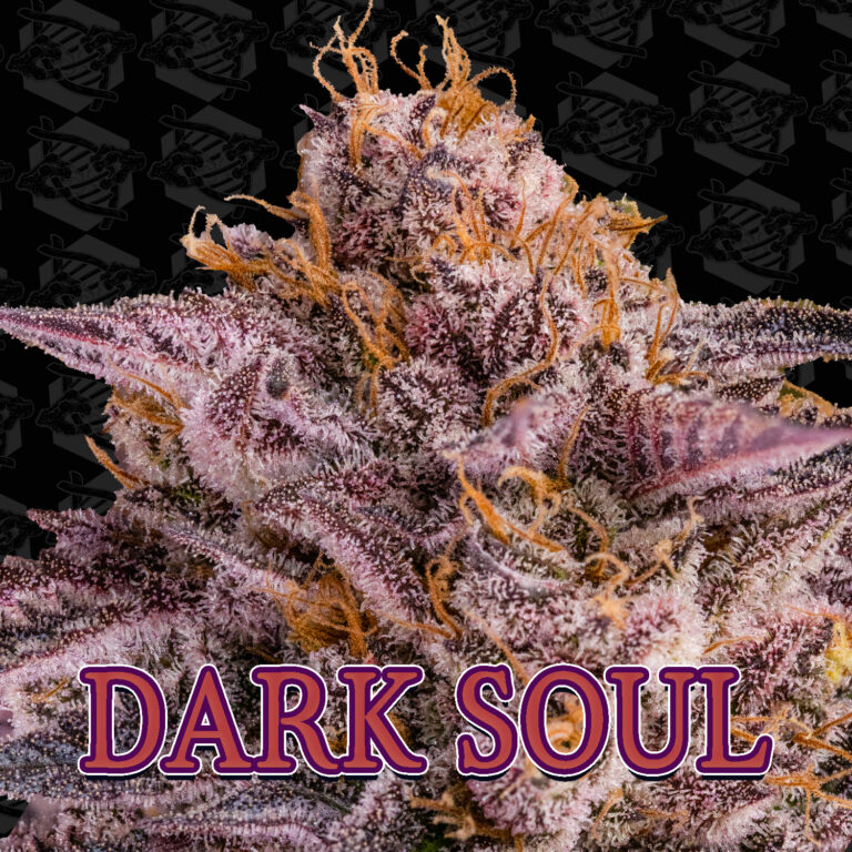 tester-dark-soul-cover-01