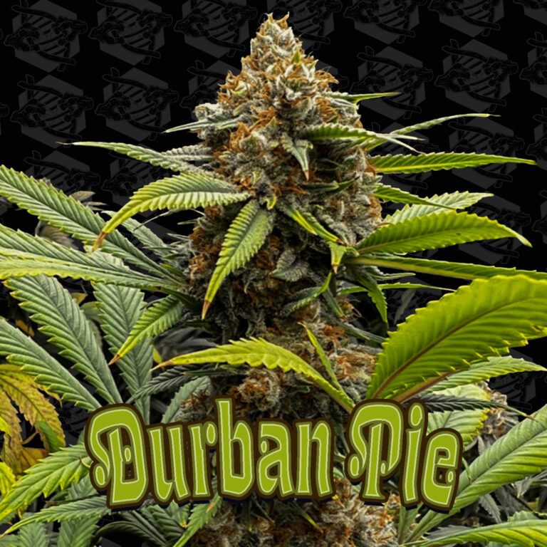 tester-durban-pie-01