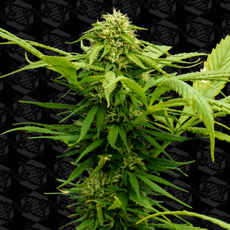 tester-durban-pie-01