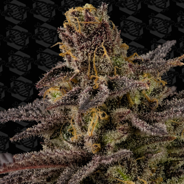 Luna's Wrath Seeds Tester - Image 2