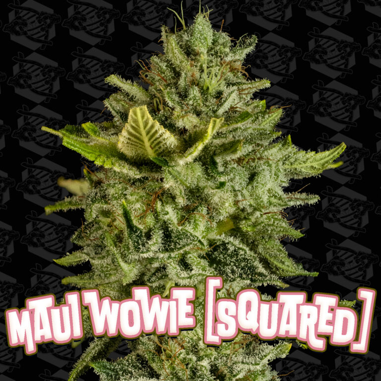 tester-maui-wowie-squared-cover-01