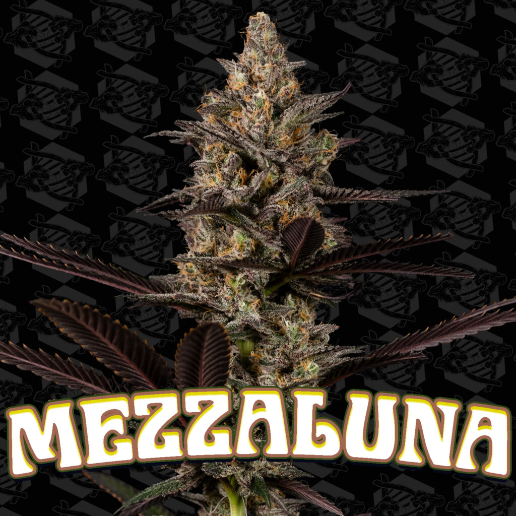 Mezzaluna 5-Pack