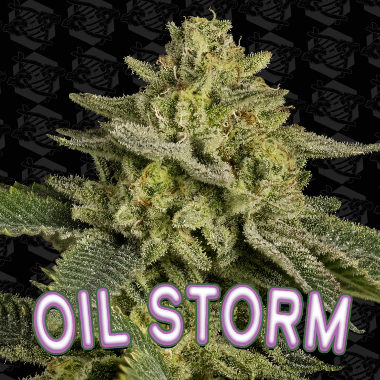 tester-oil-storm-cover-01