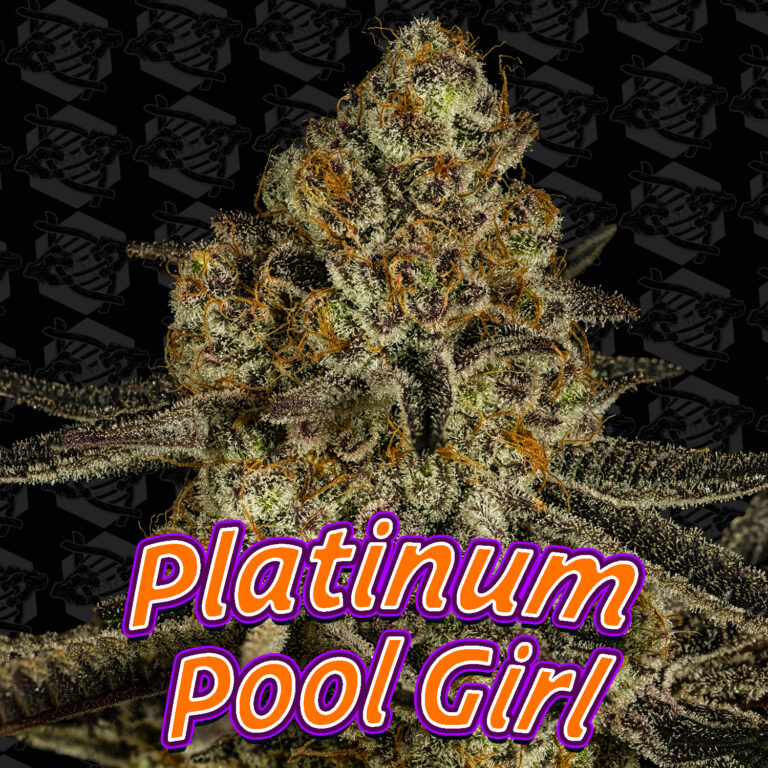 tester-platinum-pool-girl-cover-01