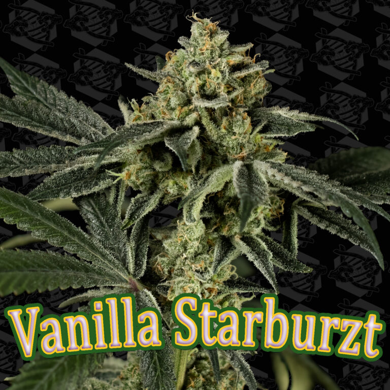 tester-vanilla-starburzt-cover-01