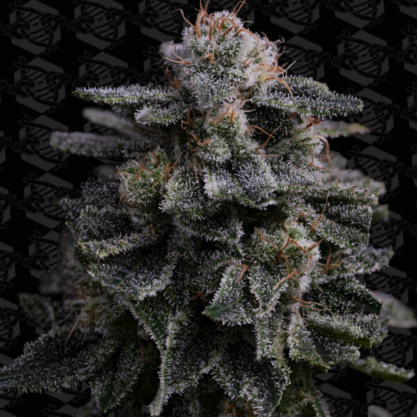 Hawaiian Skunch Seeds Tester - Image 2