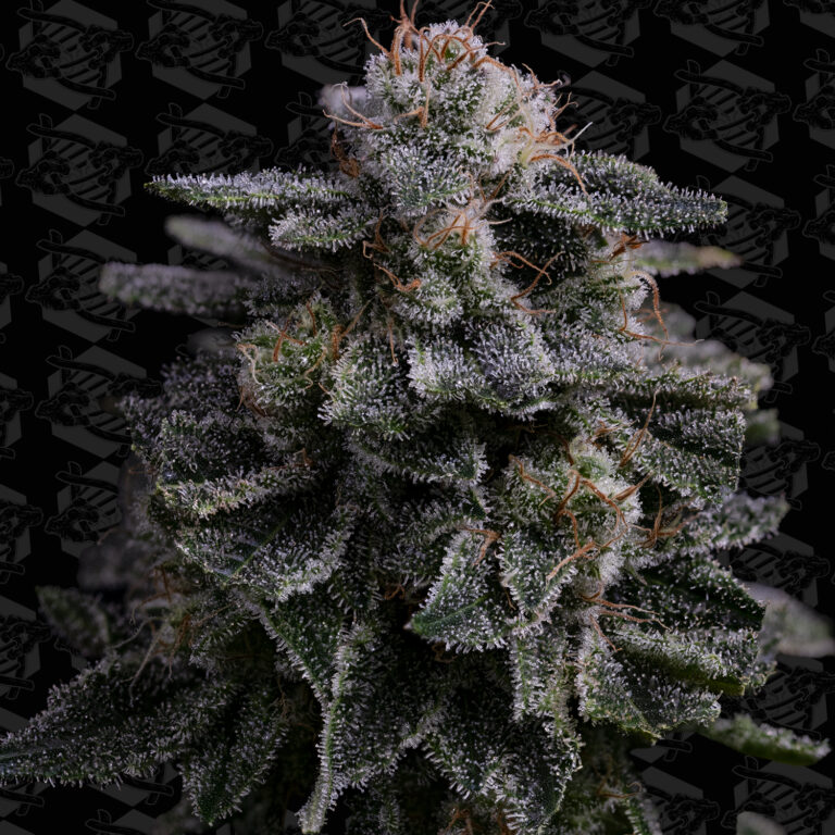 tester-hawaiian-skunch-cover-01