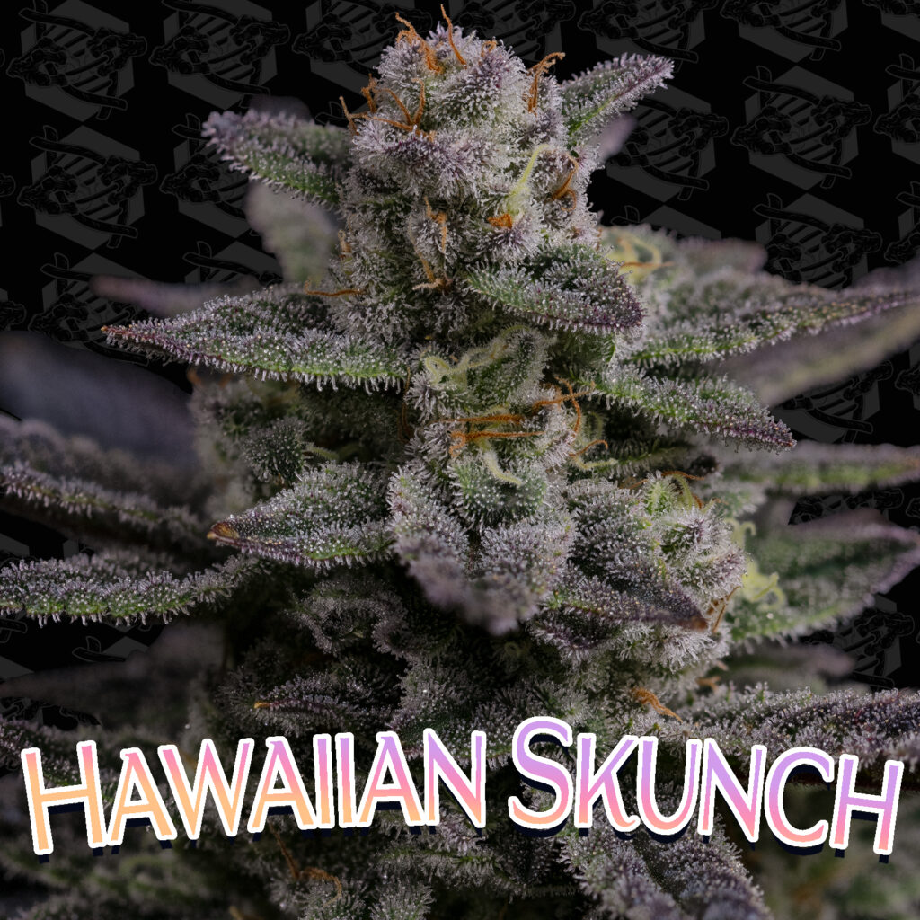 Hawaiian Skunch 5-Pack