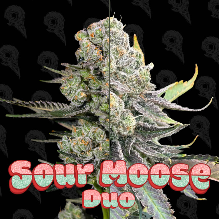 Sour Moose square - 4