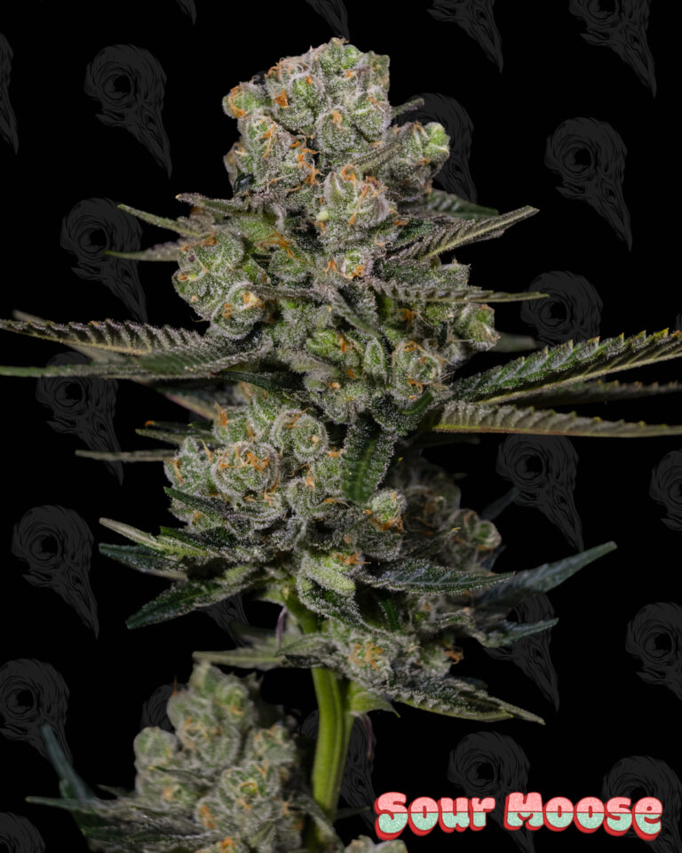 Sour Moose square - 4