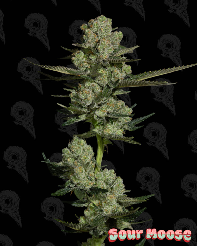 Sour Moose square (Instagram Post (4:5)) - 2