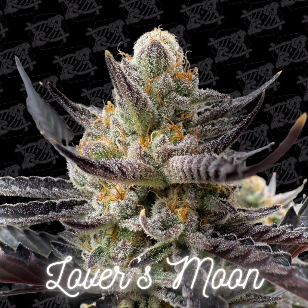Lover's Moon 5-Pack