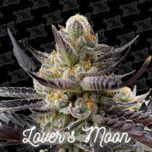 Lover's Moon 5-Pack