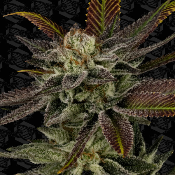 Unicorn Whip Seeds Tester - Image 2