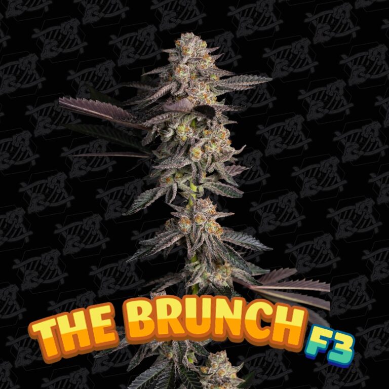 ProfileBrunchF3