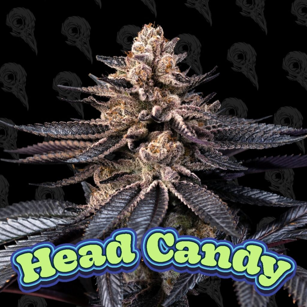 Head Candy Seeds