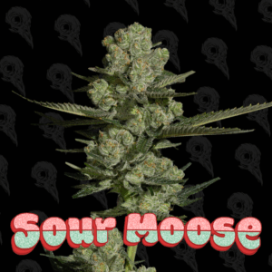 Sour Moose Seeds