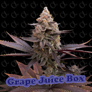 Grape Juice Box - Alpha Series 5-Pack