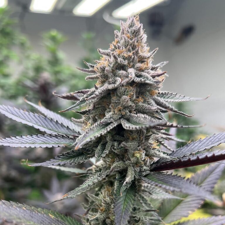 GrapeJuiceBoxProfile