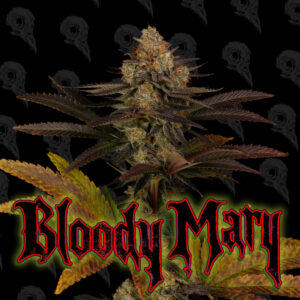 Bloody Mary - Alpha Series - 5-Pack