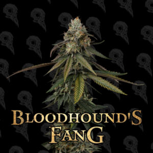 Bloodhound's Fang Seeds