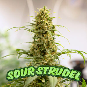 Sour Strudel AUTO - 5-Pack
