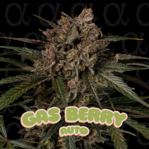 Gas Berry AUTO - Alpha Series - 3-Pack