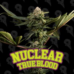 Nuclear True Blood Seeds