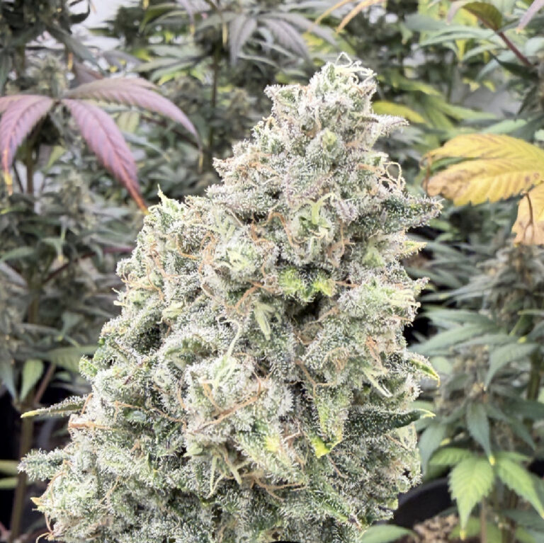 SKULL ISLAND F2 AUTO - 12