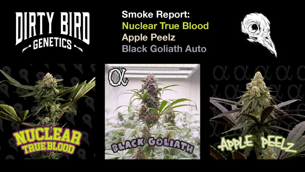 Smoke Report: Nuclear True Blood, Apple Peelz and Black Goliath Auto