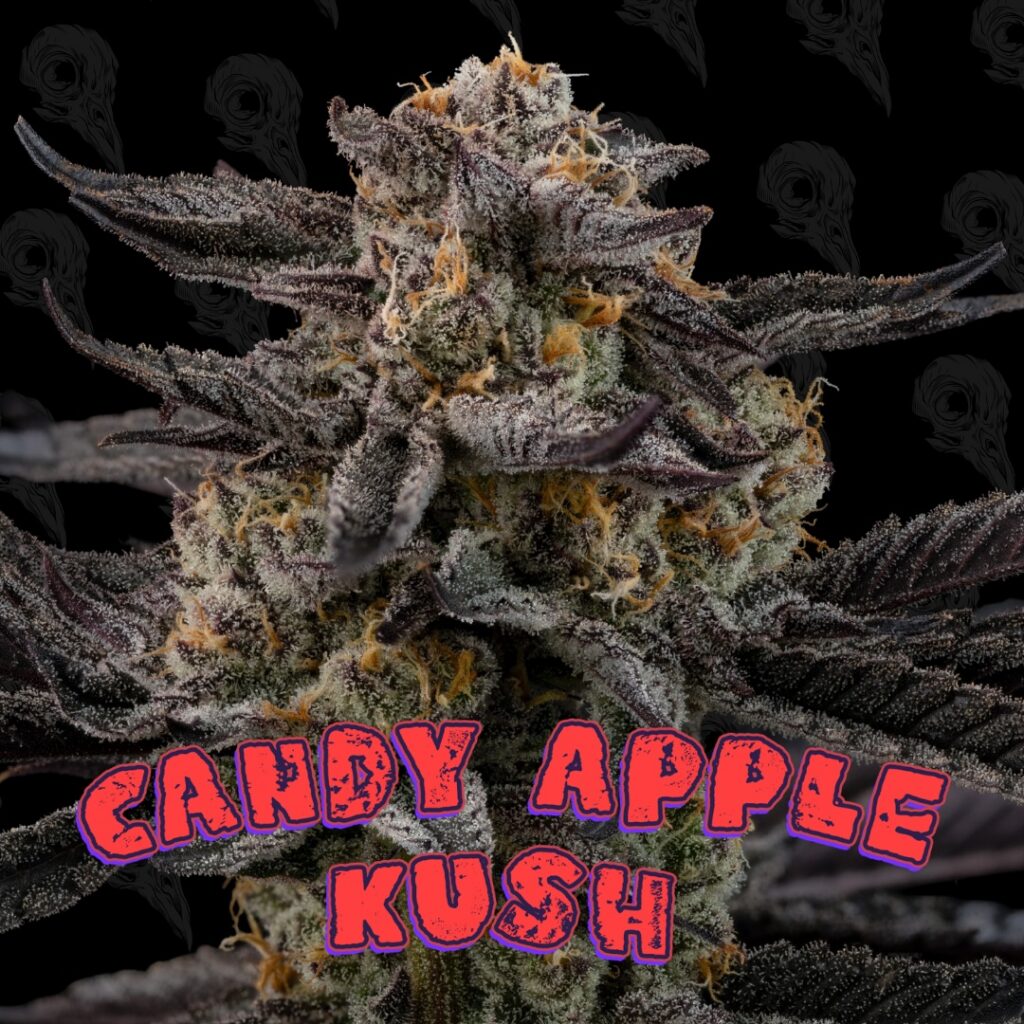 Candy Apple Kush Seeds
