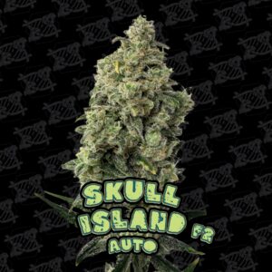 Skull Island F2 AUTO - 5-Pack