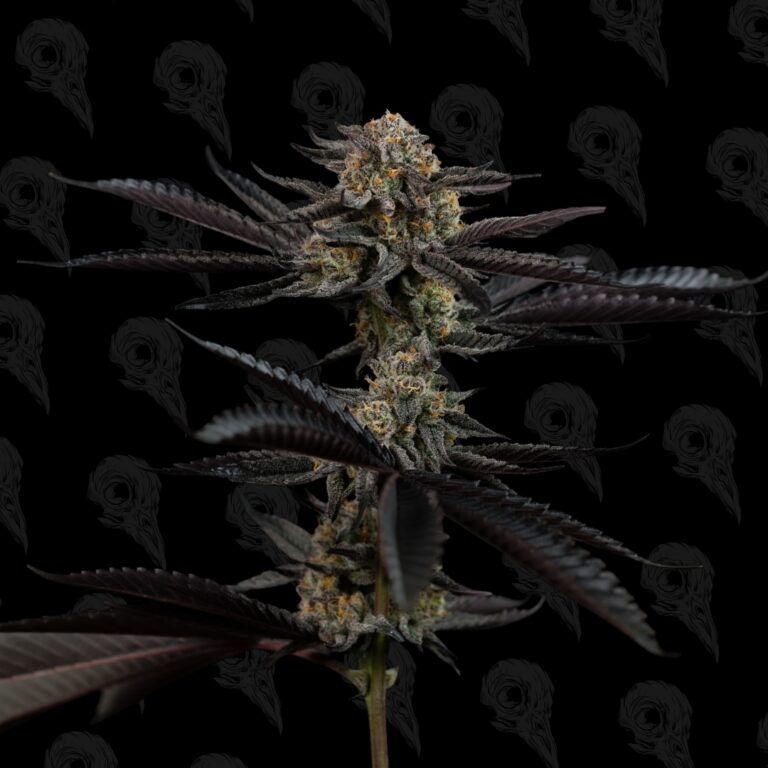 Candy Apple Kush - 12