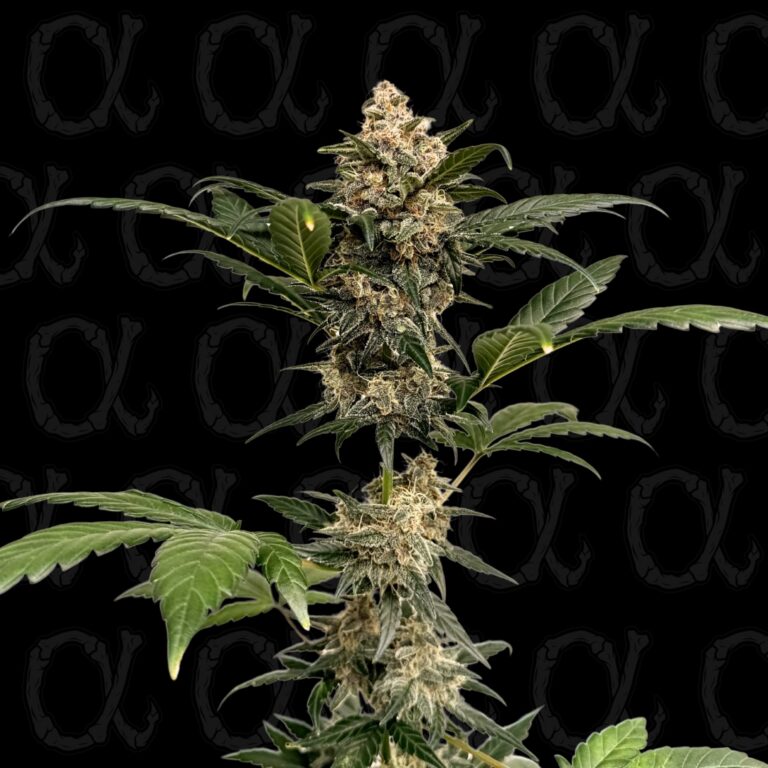 Mint Lemonade - 10