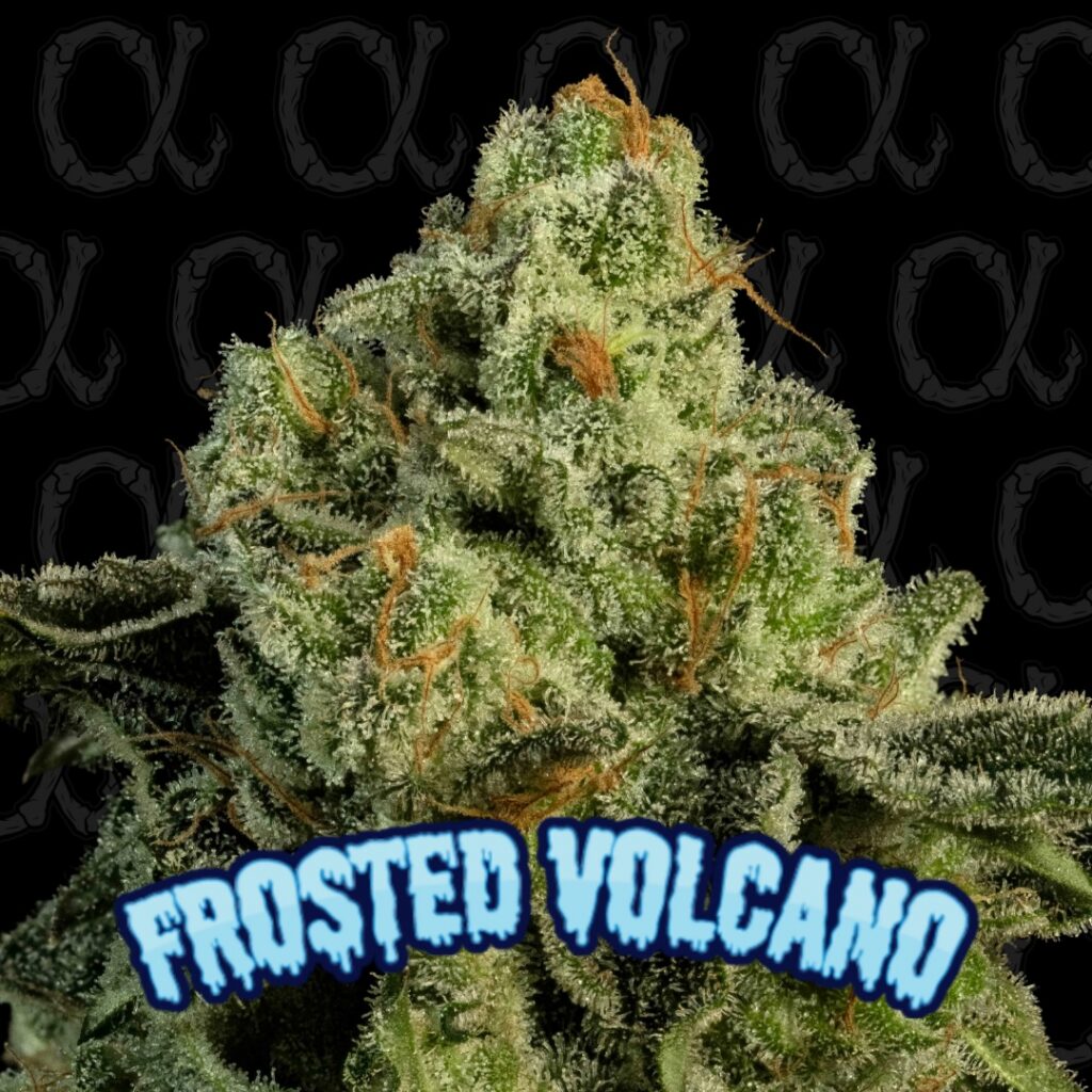 Frosted Volcano - Alpha Series - 5-Pack
