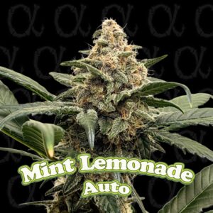 Mint Lemonade AUTO - Alpha Series - 3-Pack