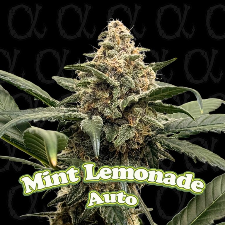 Mint Lemonade - 10