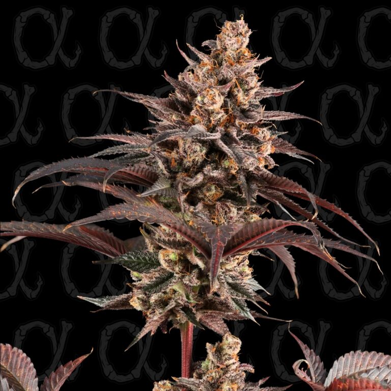 Heavy Metal Breath - 9