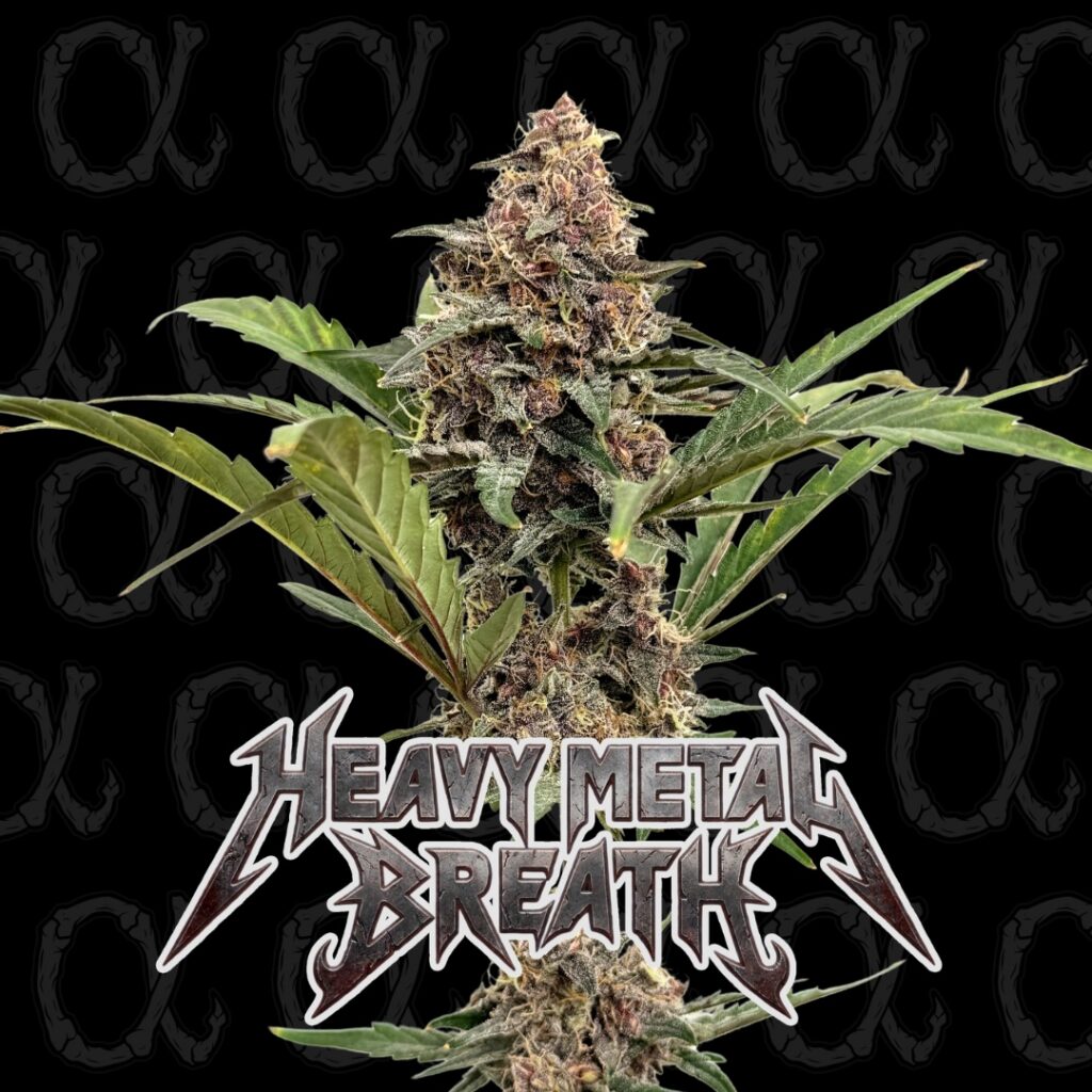 Heavy Metal Breath AUTO - Alpha Series - 3-Pack