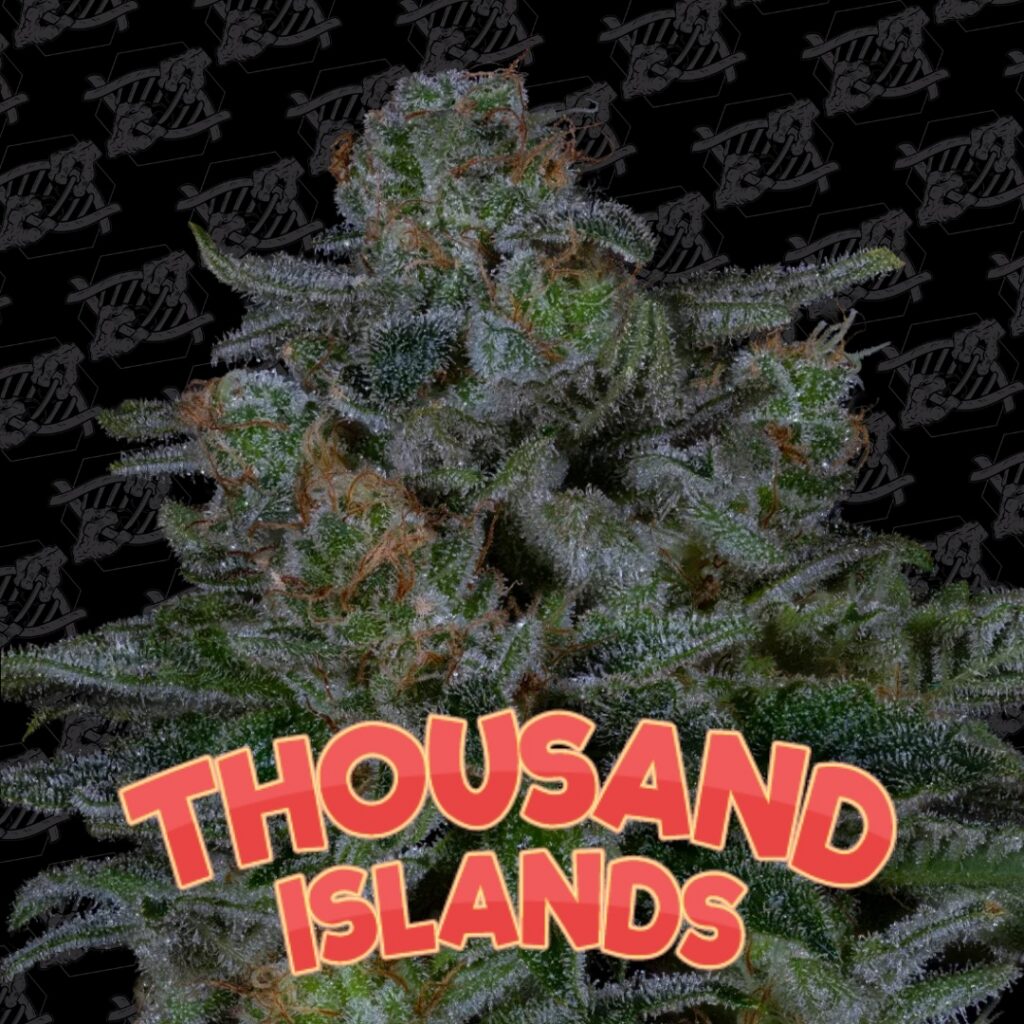Thousand Islands 5-Pack