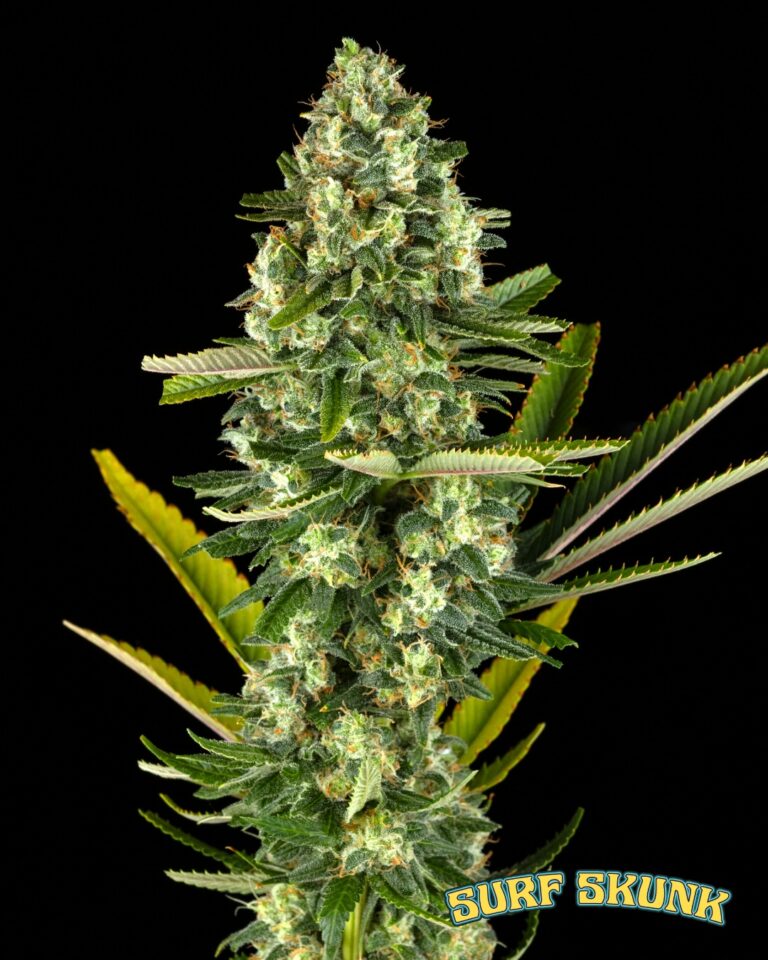 Purple Caper Drop - 6