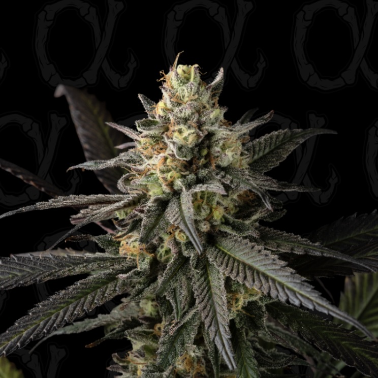 Mango Mascarpone - Alpha Series - 5-Pack - Image 3