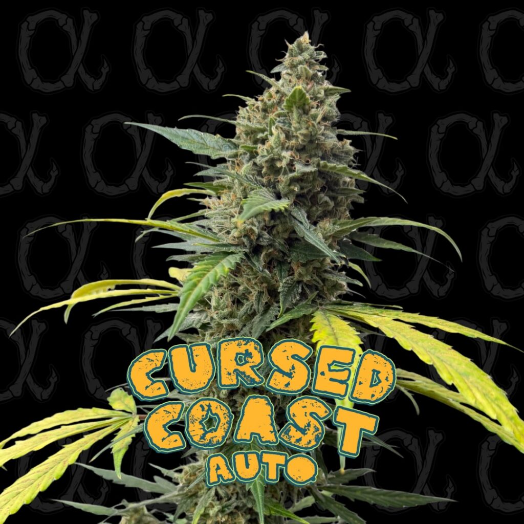 Cursed Coast AUTO - Alpha Series - 3-Pack