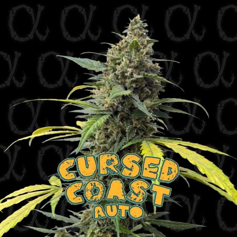 Cursed Coast Auto - 7