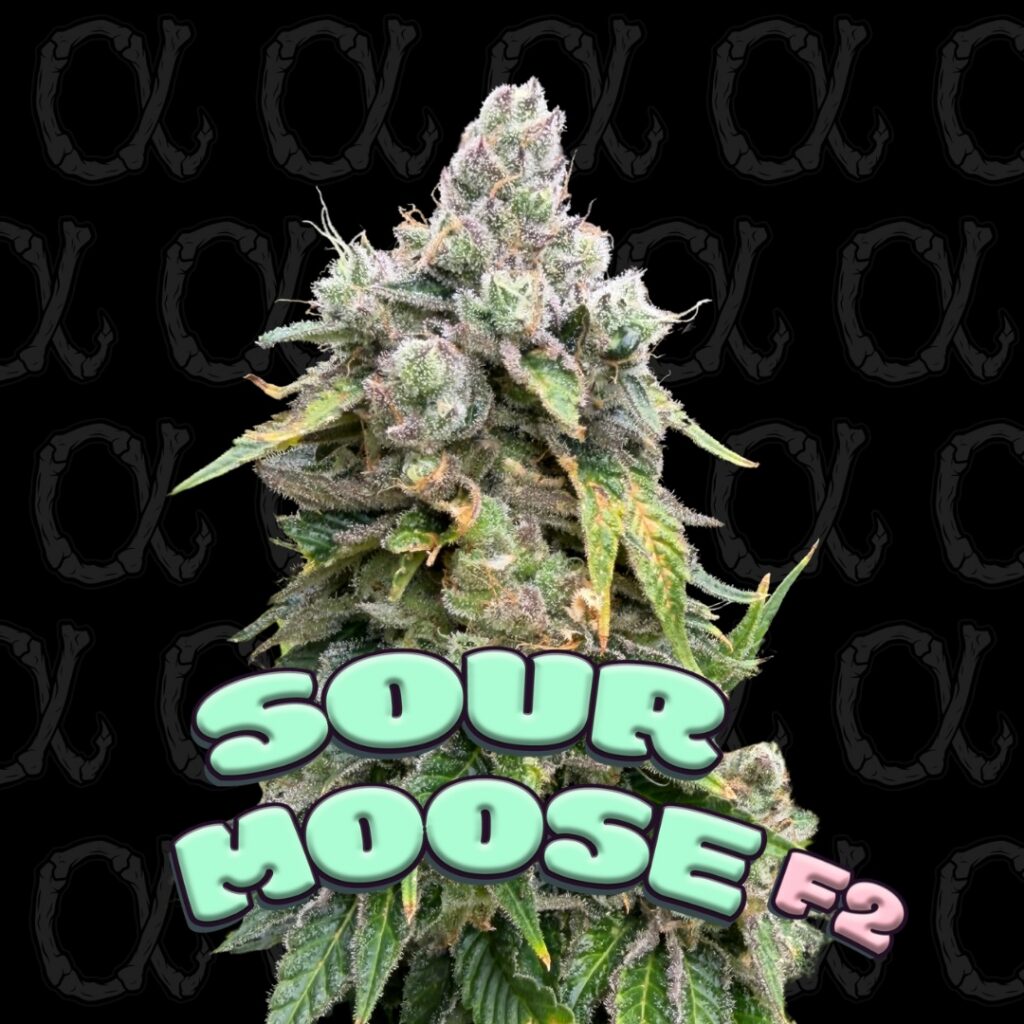Sour Moose F2
