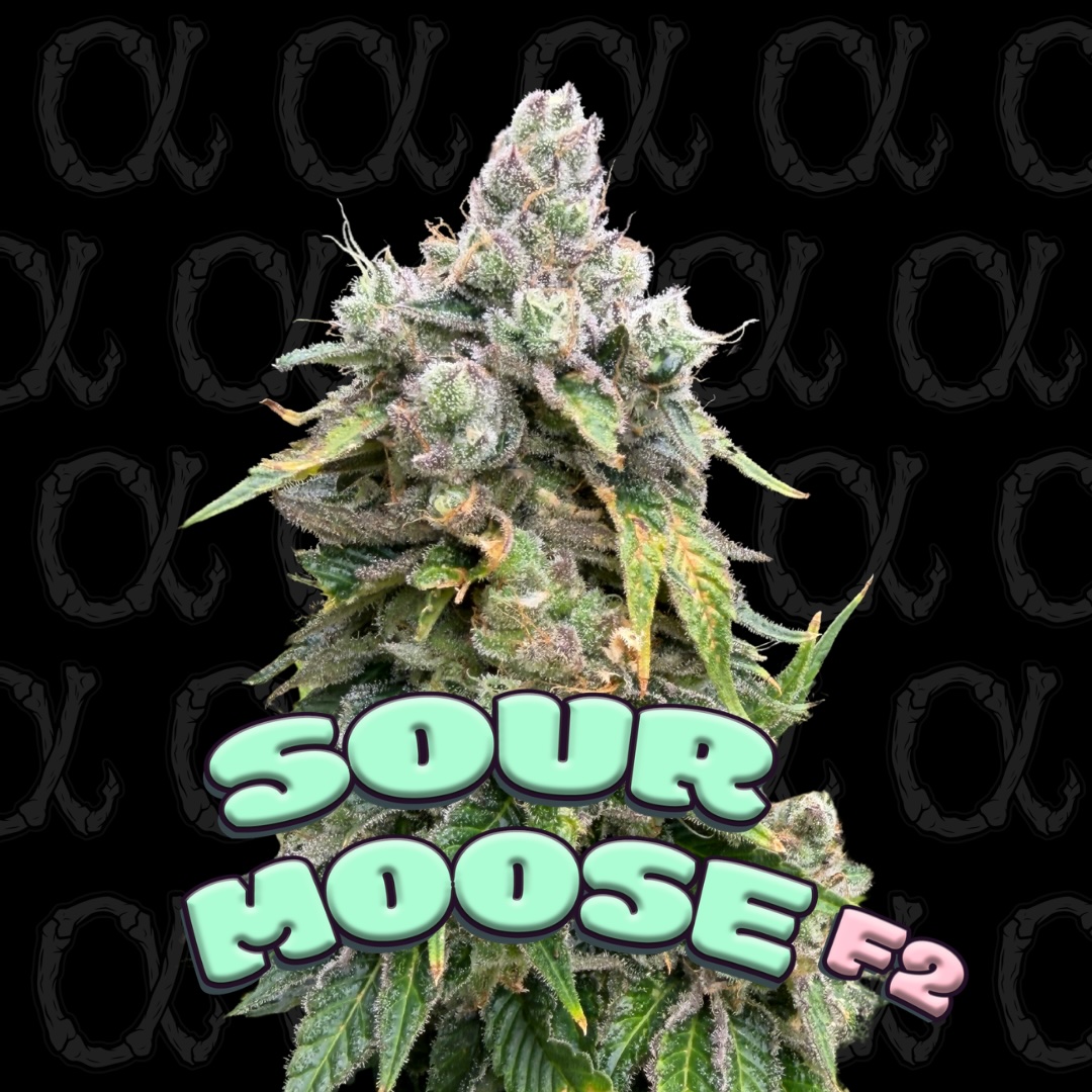 Sour Moose F2 - Alpha Series - 5-Pack